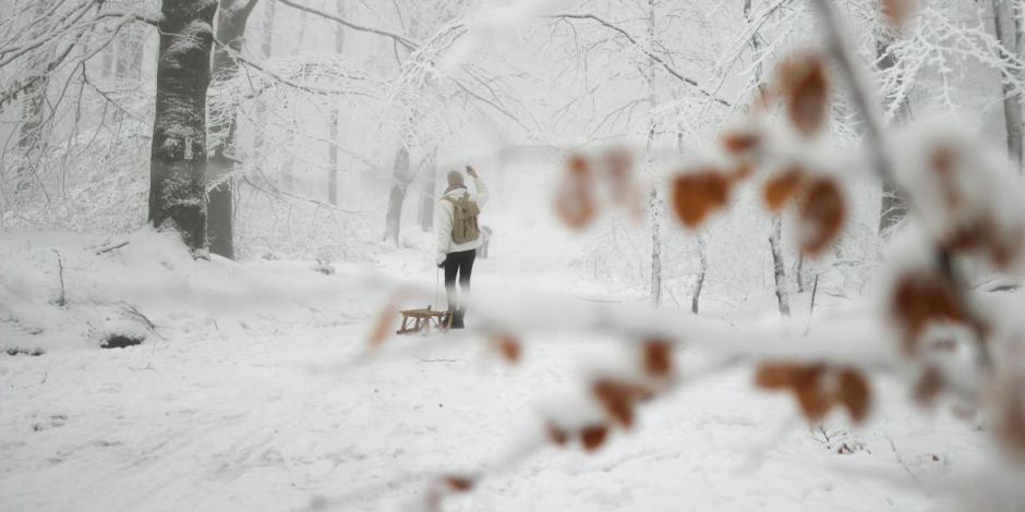 Wald im Winter