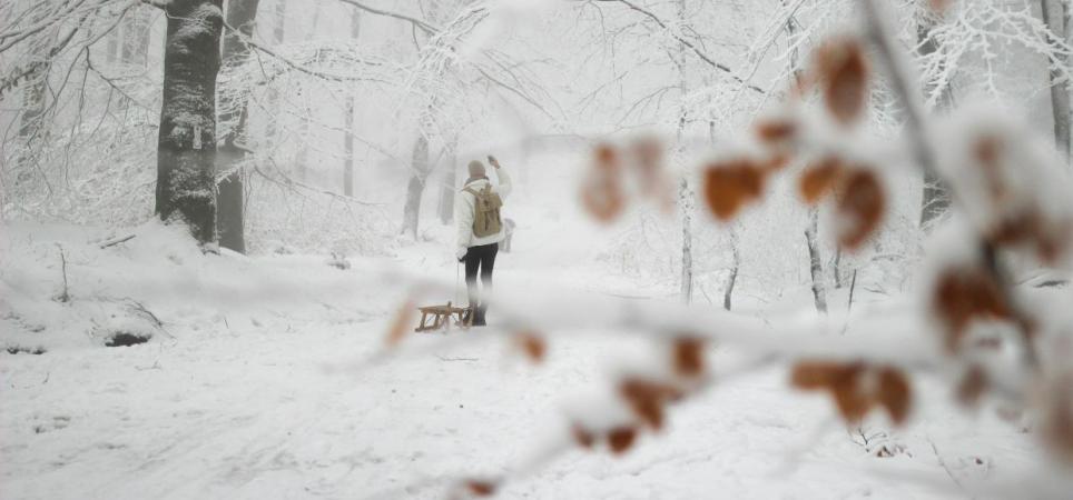 Wald im Winter