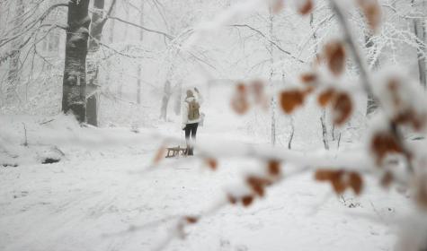 Wald im Winter